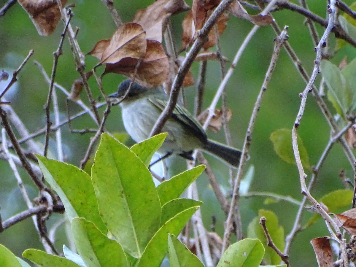 Mistletoe Tyrannulet - Yasmin Cerrud Henríquez