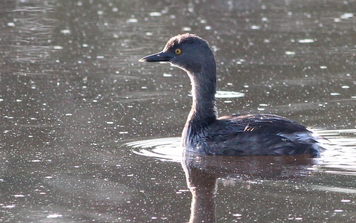 Least Grebe - Gary Leavens