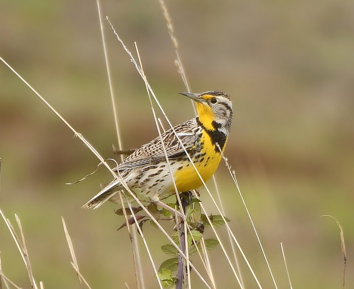 Western Meadowlark - ML149499461