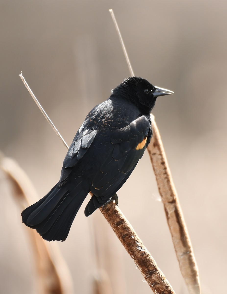 Red-winged Blackbird - Rachel Hudson