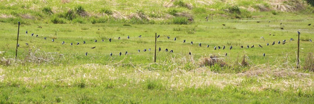 Tree Swallow - ML149499641