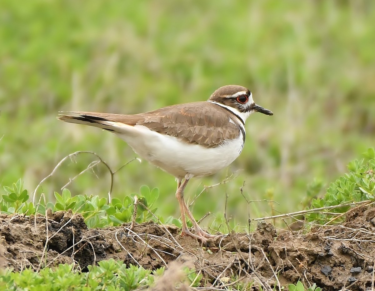 Killdeer - ML149499661