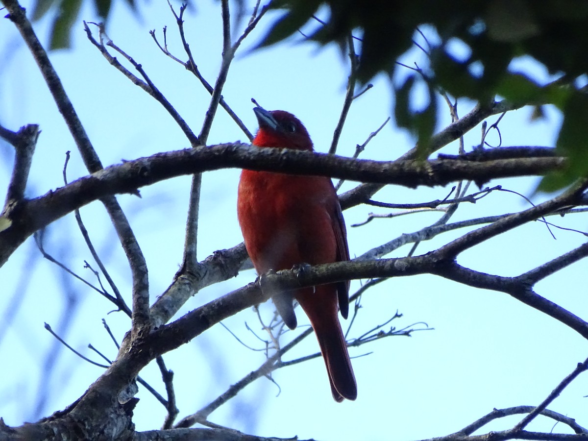 Hepatic Tanager - ML149500671