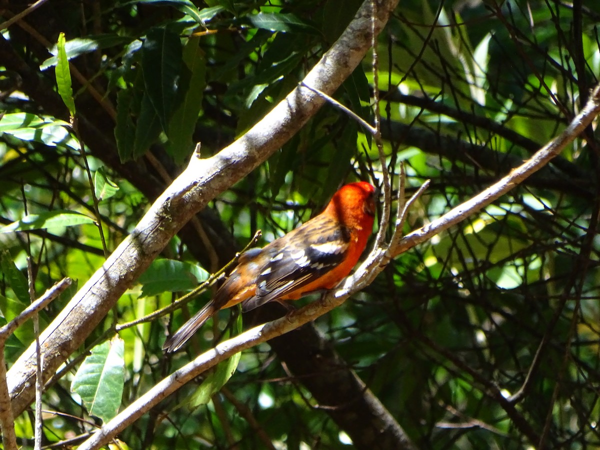 Flame-colored Tanager - ML149500711