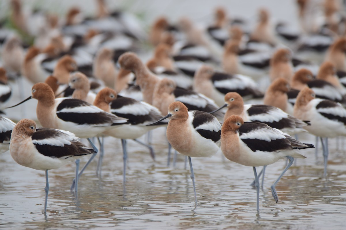 American Avocet - Ben  Lucking