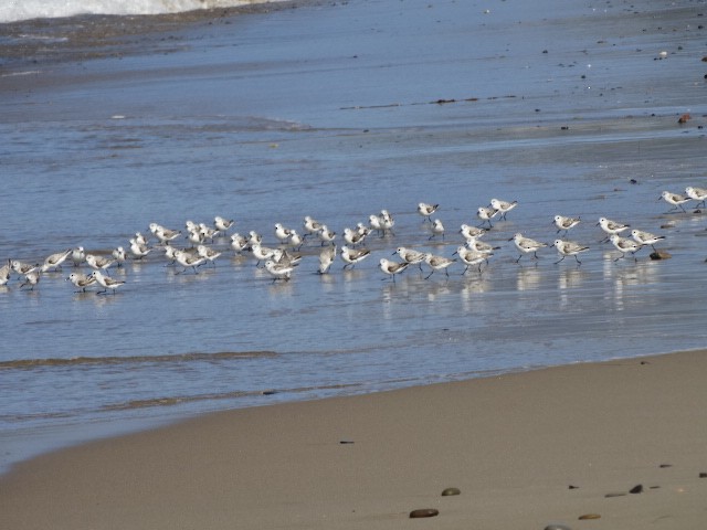 Bécasseau sanderling - ML149501101