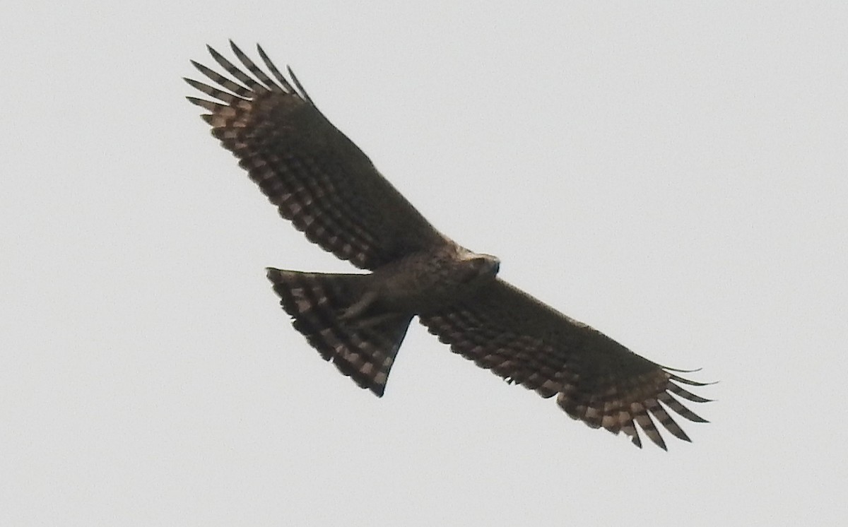 Mountain Hawk-Eagle - ML149501641