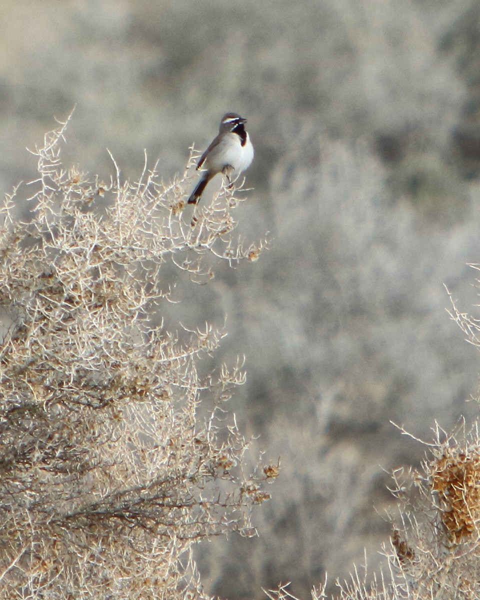 Black-throated Sparrow - ML149502311