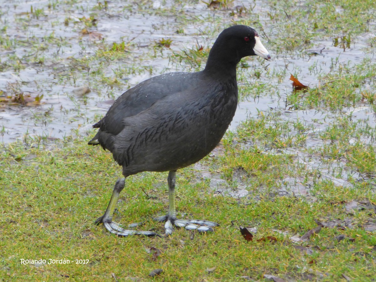 American Coot - Rolando Jordan