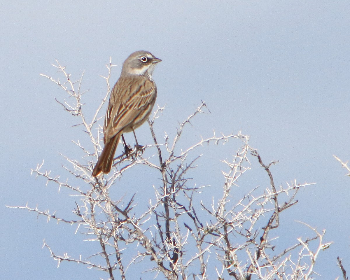 Sagebrush Sparrow - ML149502431