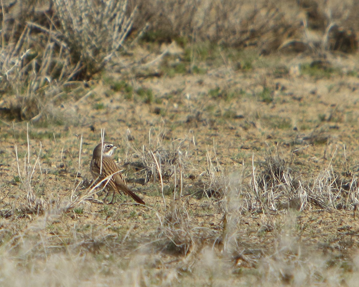 Sagebrush Sparrow - ML149502441