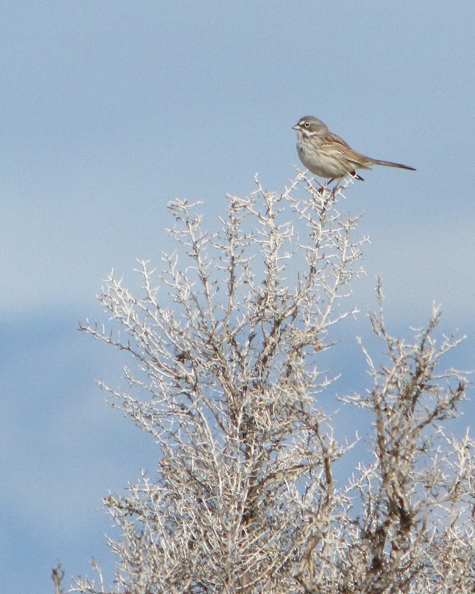 Sagebrush Sparrow - ML149502451