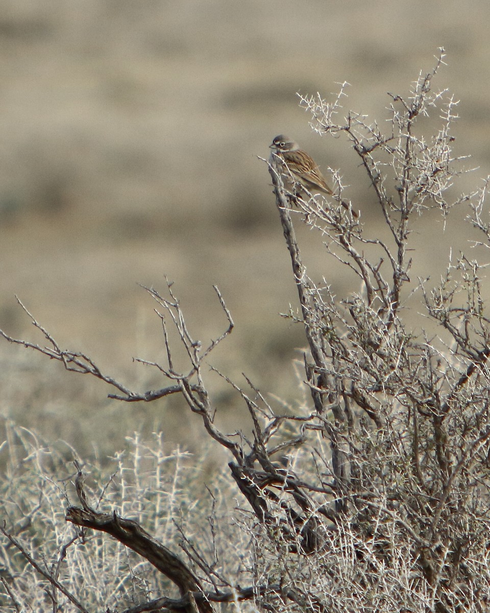 Sagebrush Sparrow - ML149502471