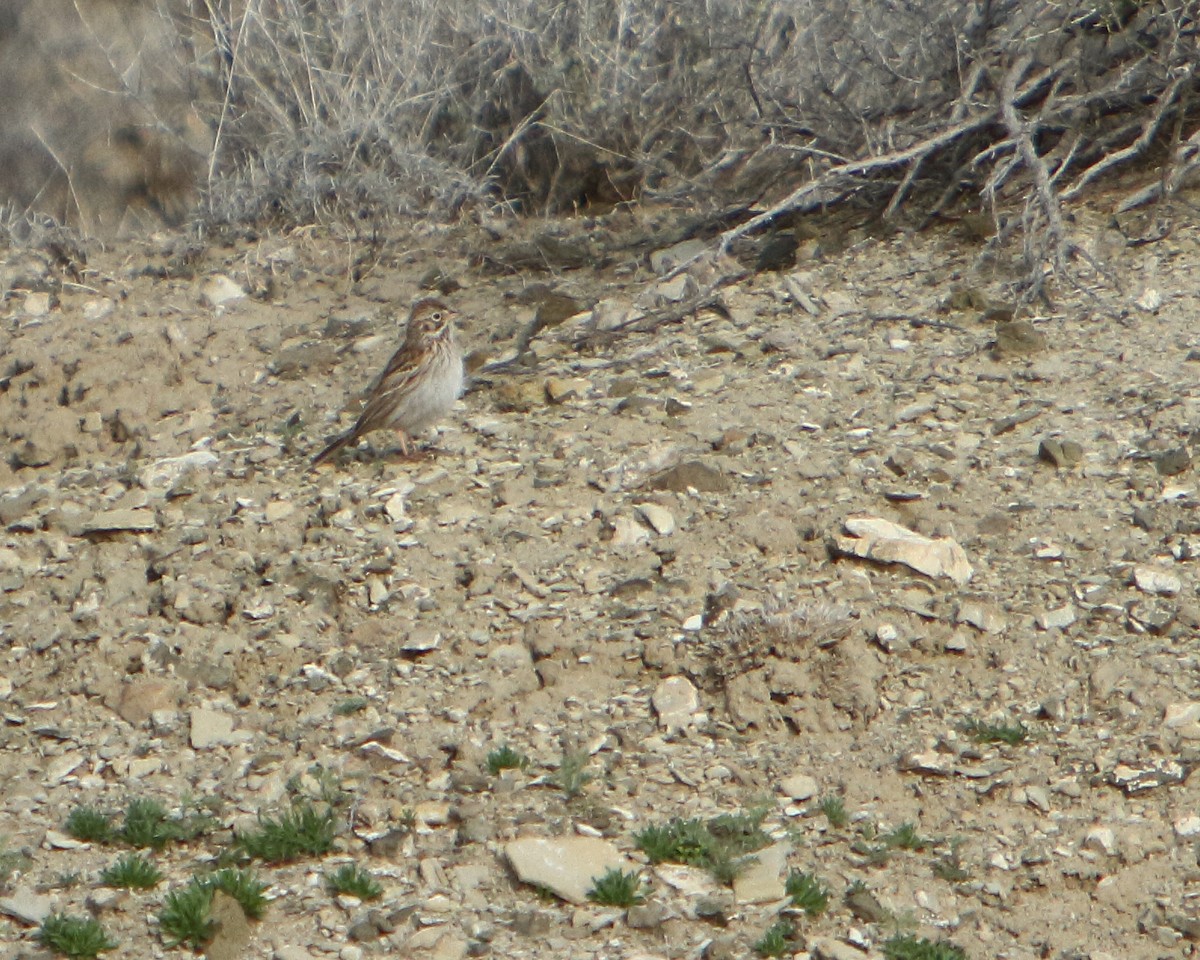 Vesper Sparrow - ML149502581