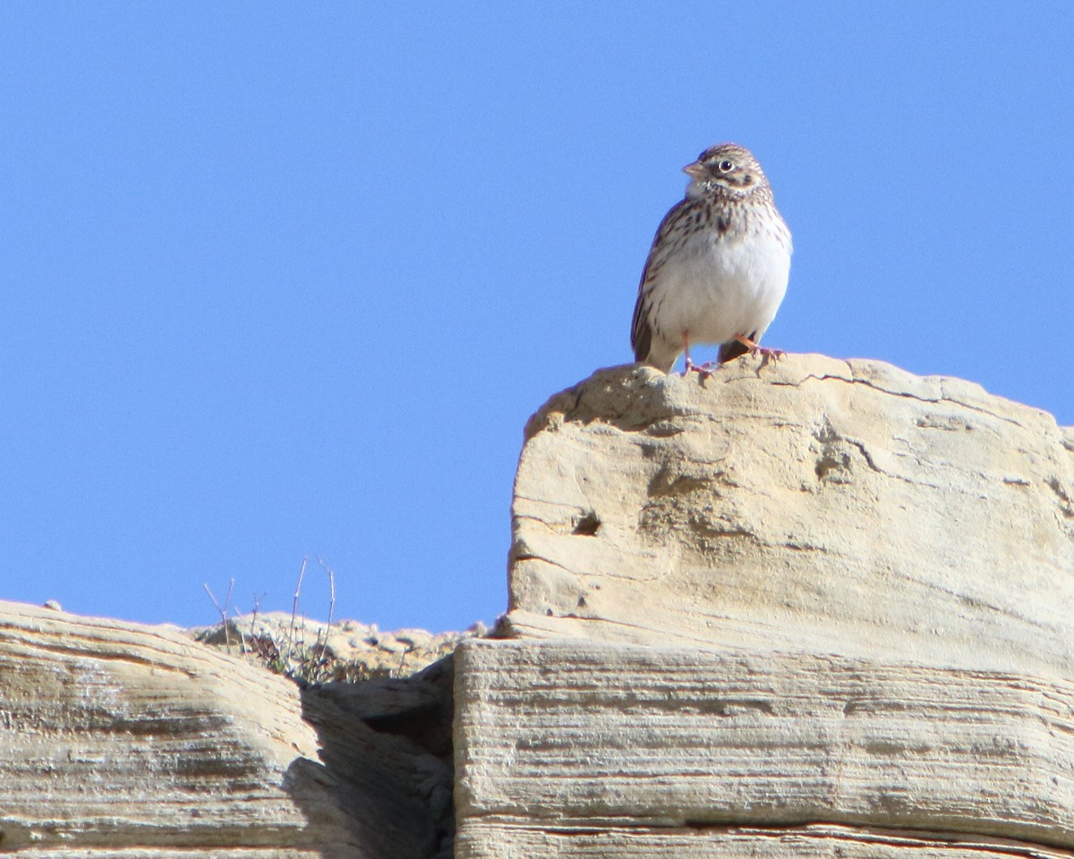 Vesper Sparrow - ML149502631