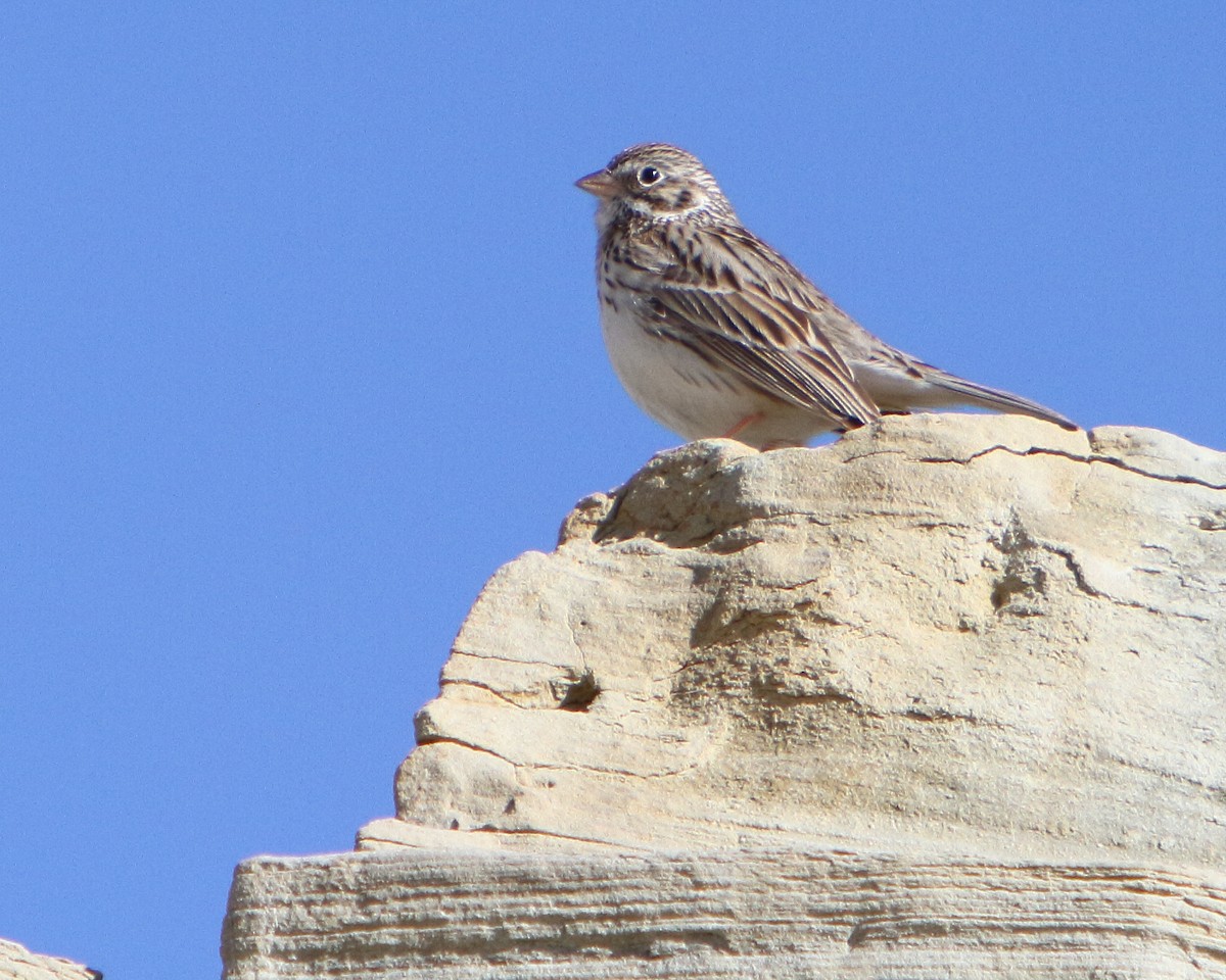 Vesper Sparrow - ML149502641