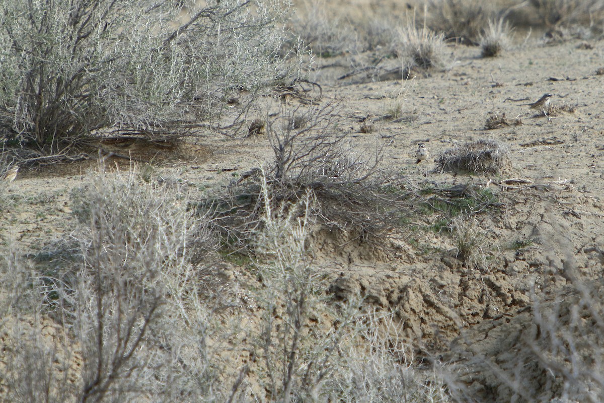 Sagebrush Sparrow - ML149502691