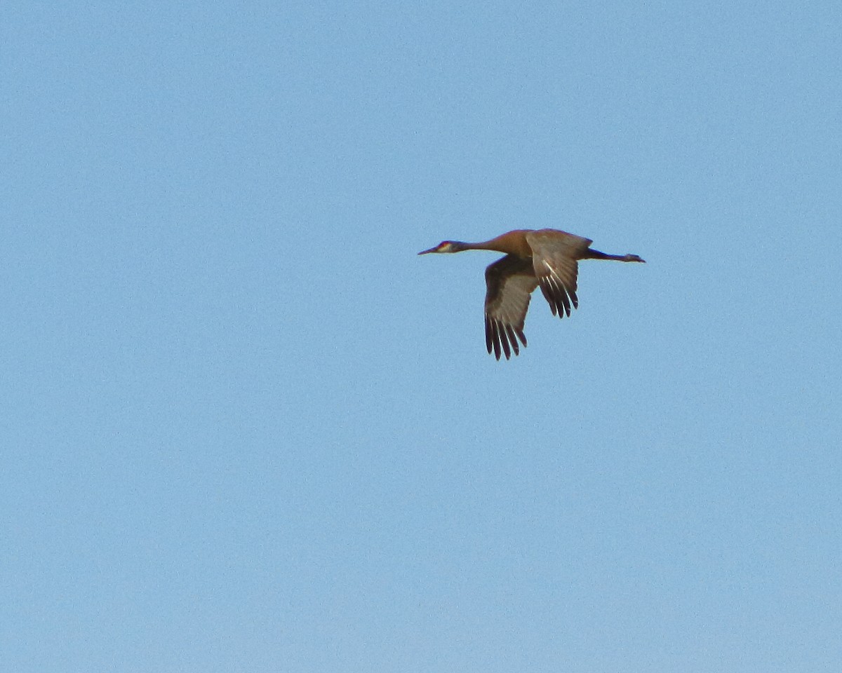 Sandhill Crane - ML149503031