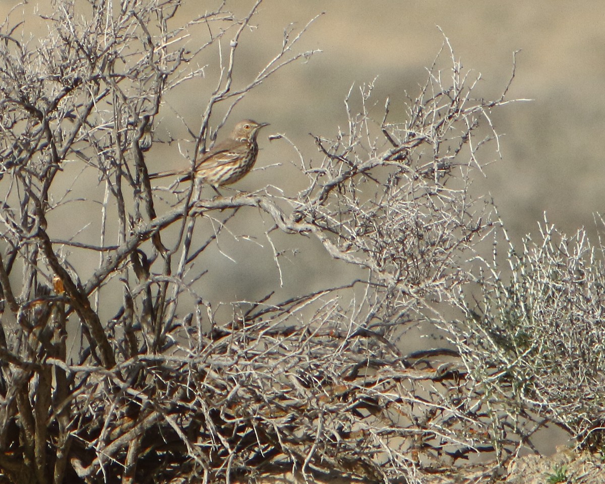 Sage Thrasher - ML149503101