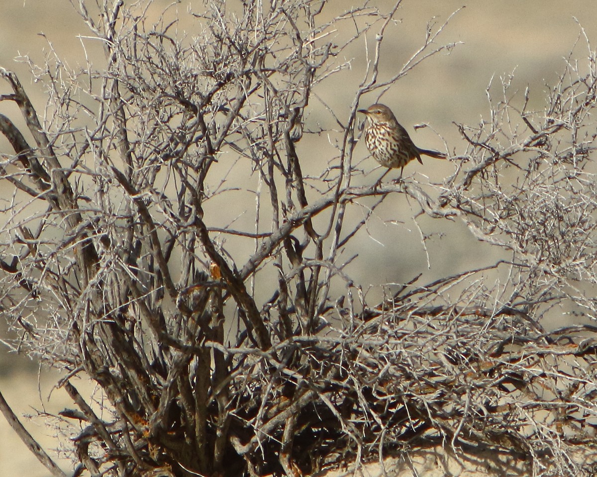 Sage Thrasher - ML149503111