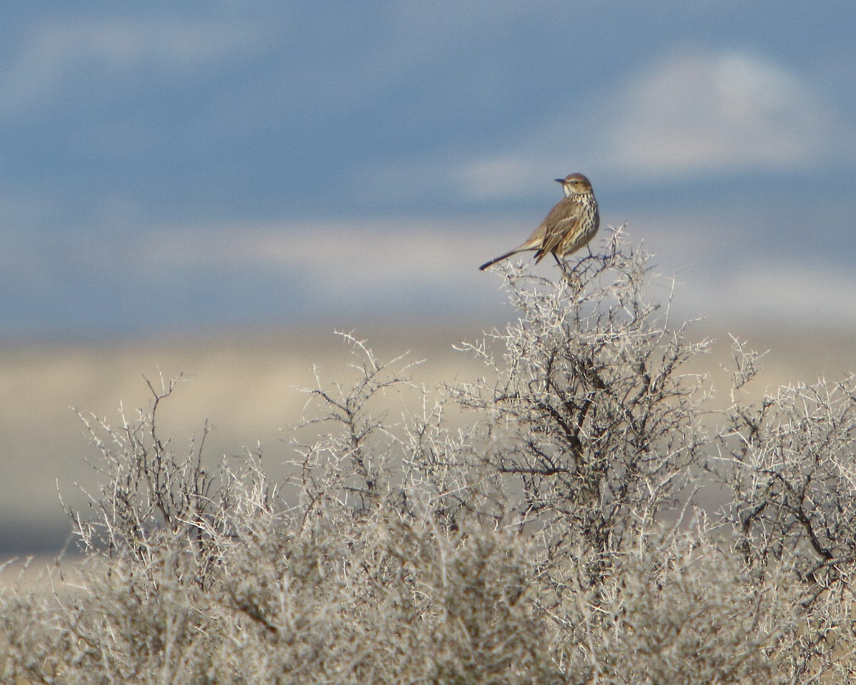 Sage Thrasher - ML149503141