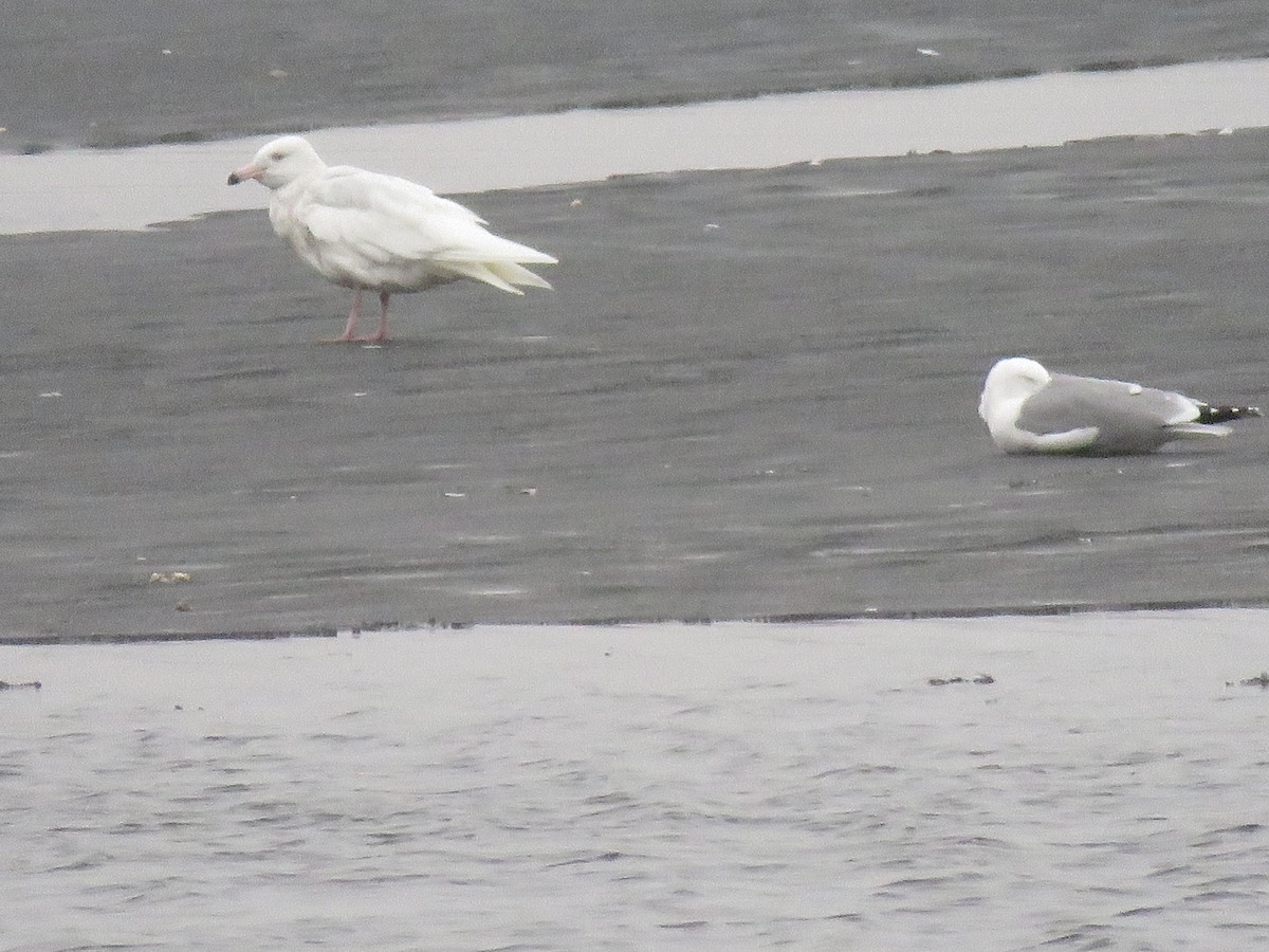 Glaucous Gull - ML149503291