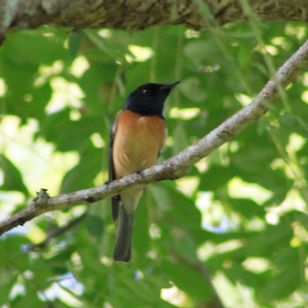 Vanikoro Flycatcher - ML149503311