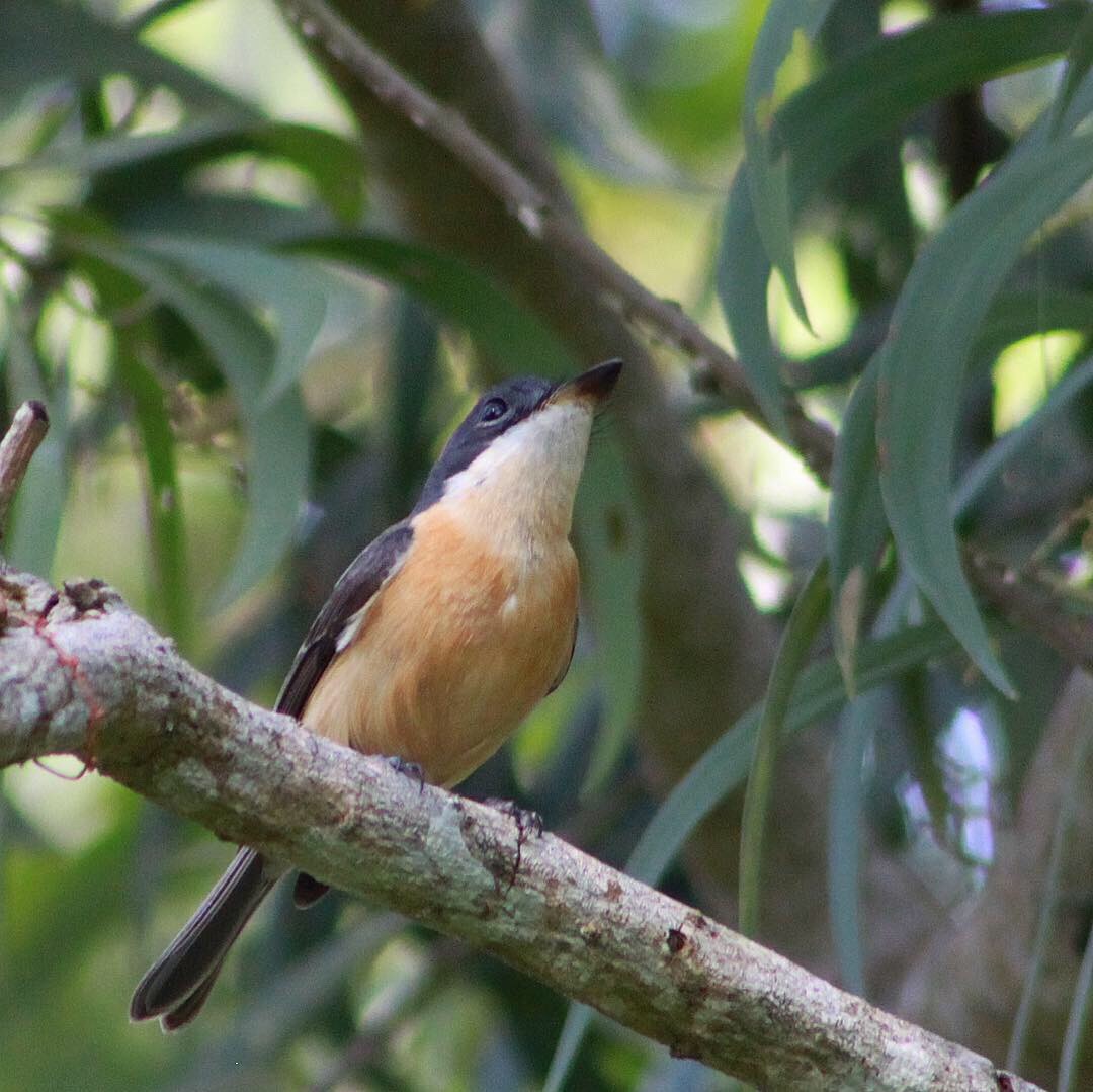 Vanikoro Flycatcher - ML149503331