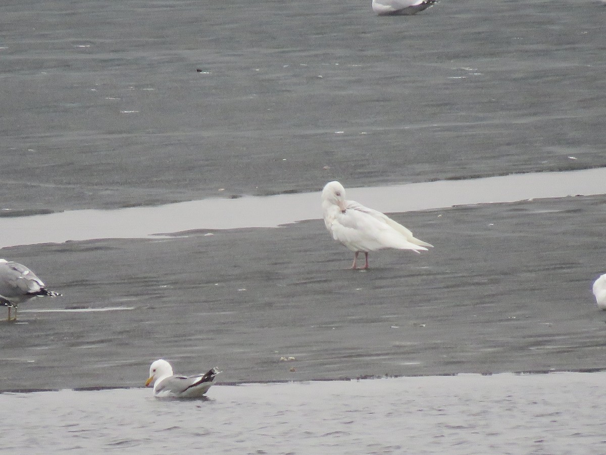 Glaucous Gull - ML149503441