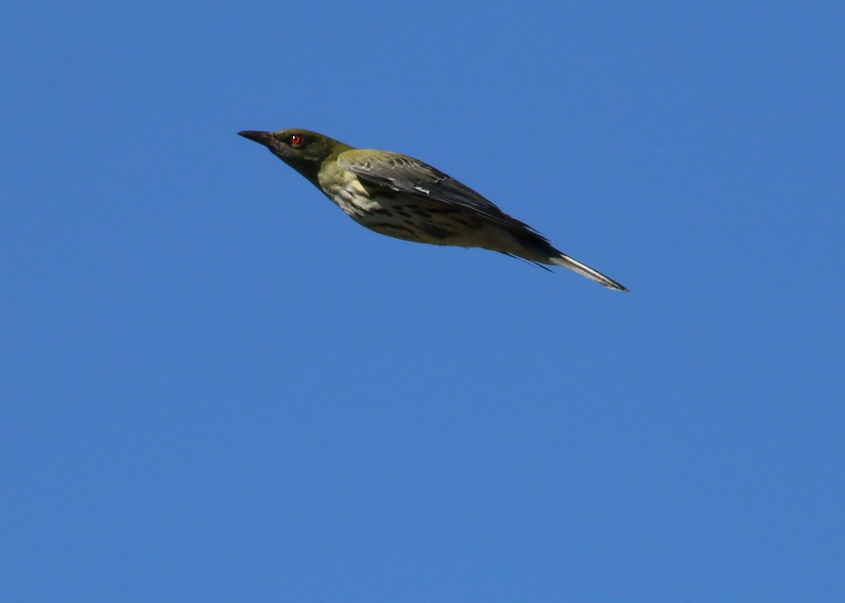 Oropéndola Estriada - ML149503941