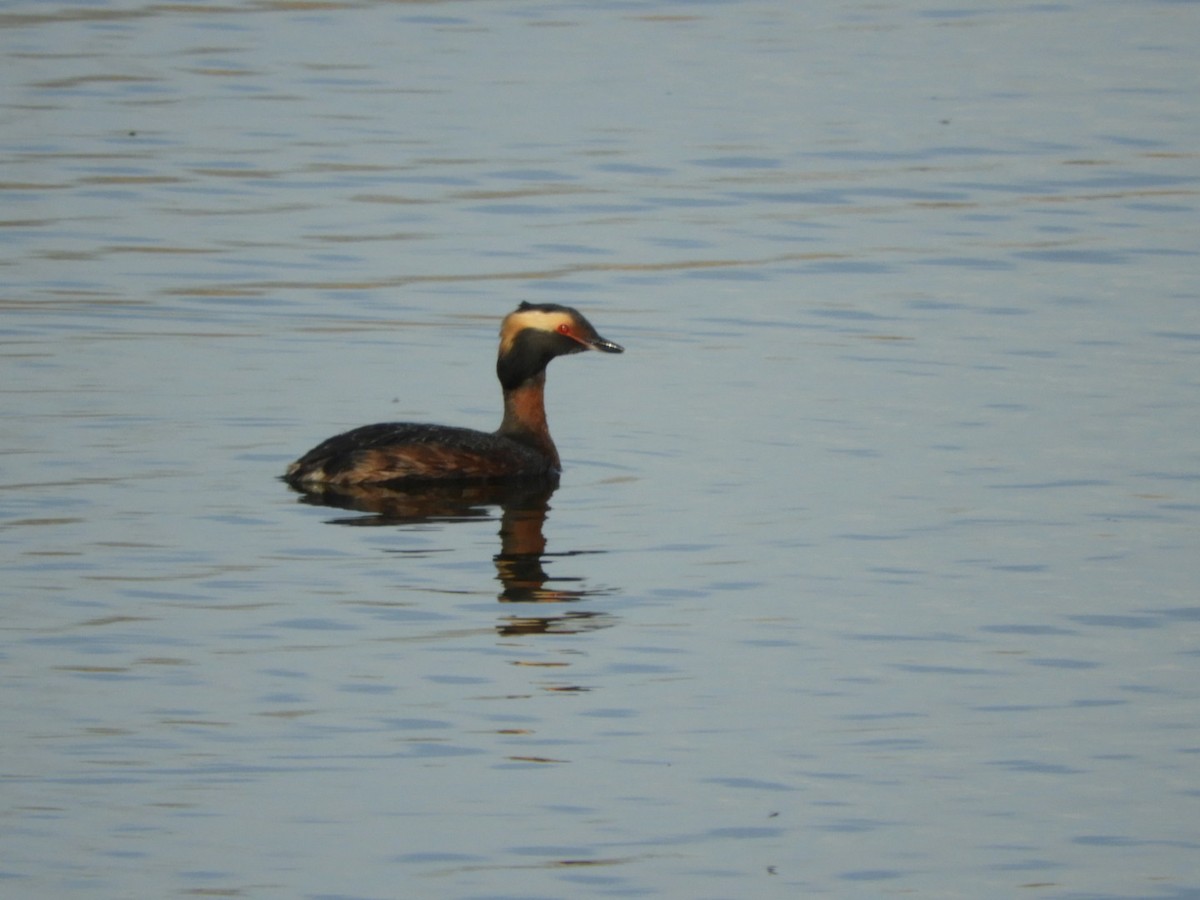 Horned Grebe - Jay Breidt