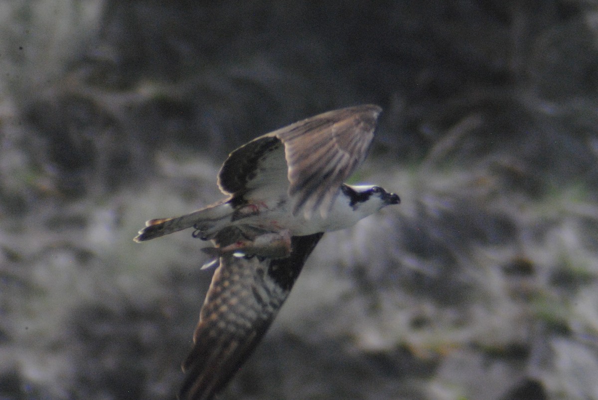 Arrano arrantzalea (carolinensis) - ML149508681