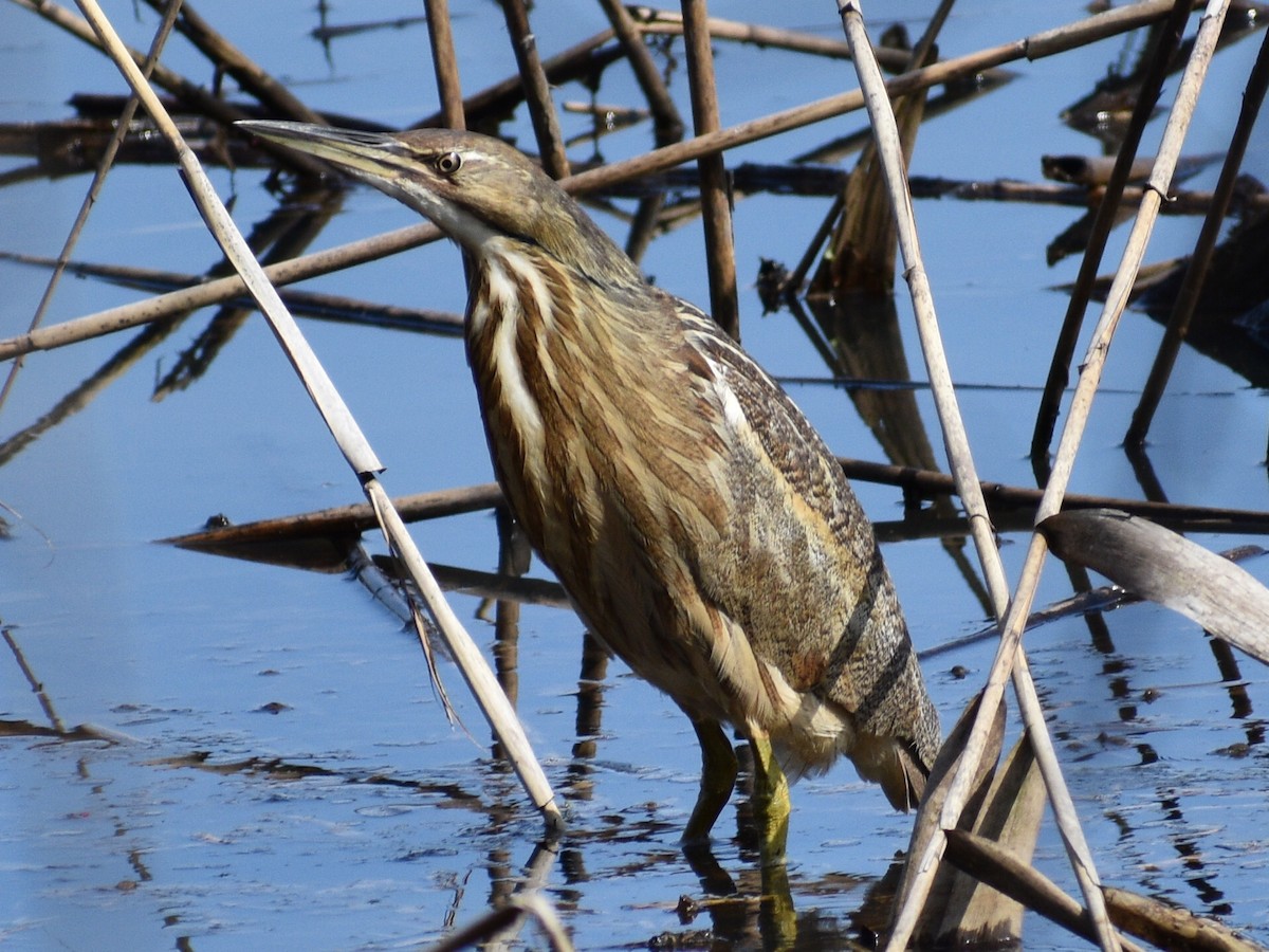 American Bittern - Patrick McGill