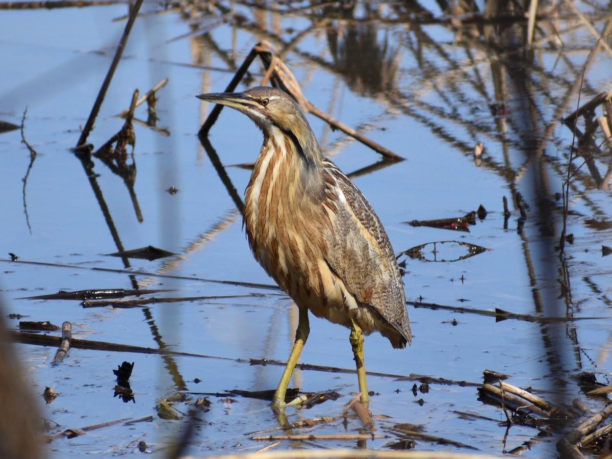 American Bittern - Patrick McGill