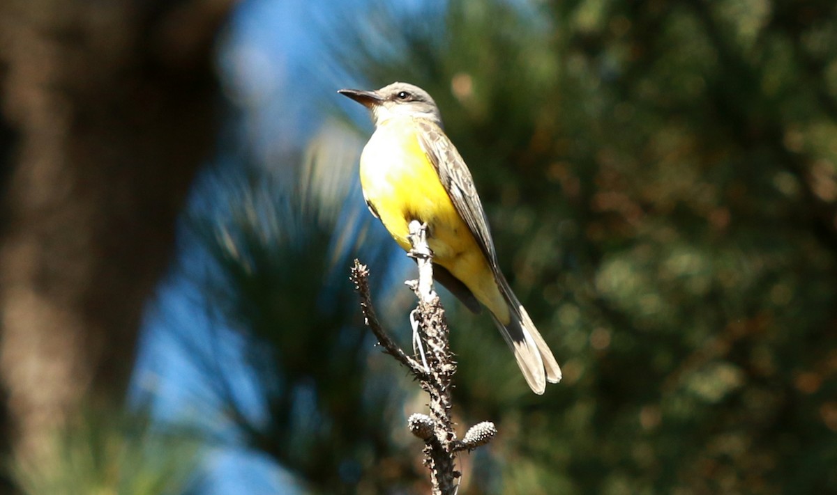 Tropical Kingbird - Michael Carozza