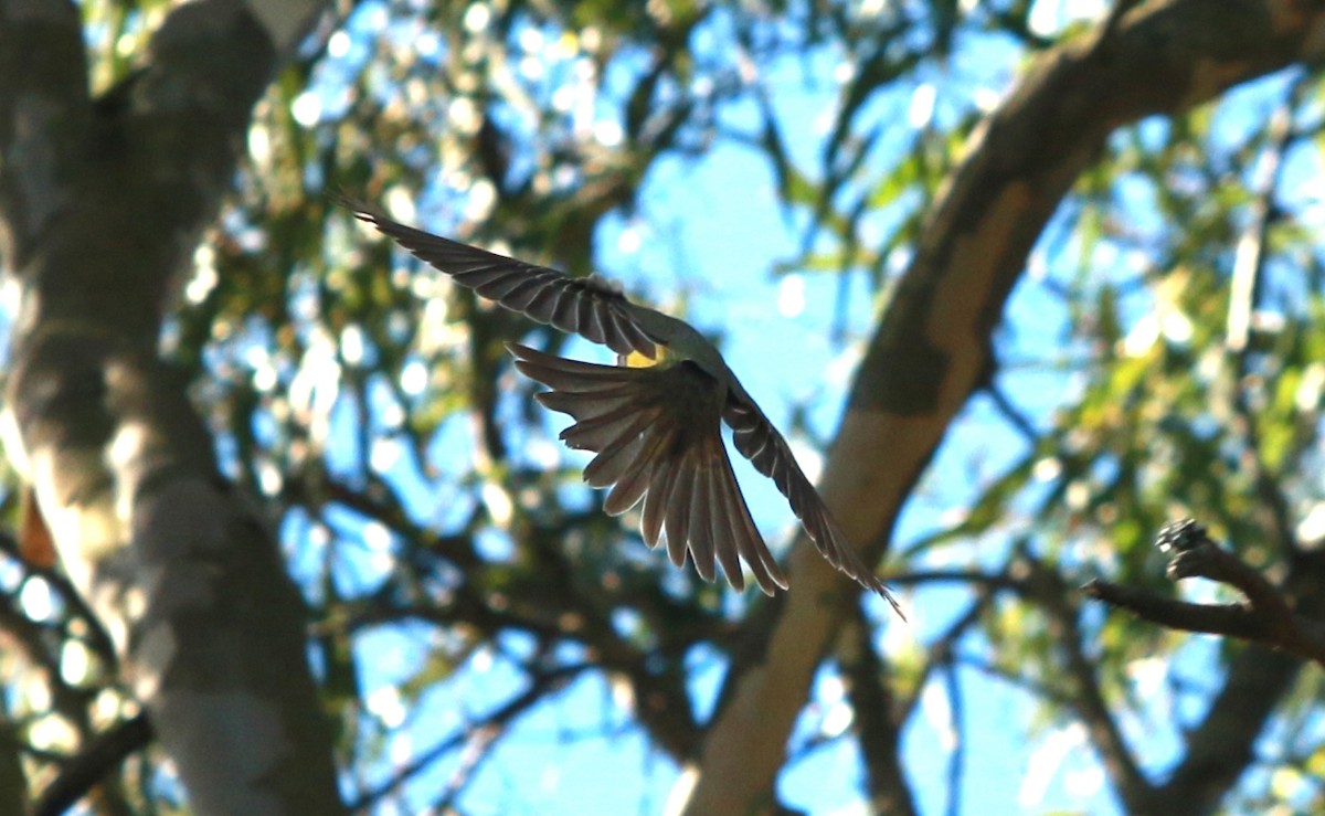 Tropical Kingbird - ML149510271