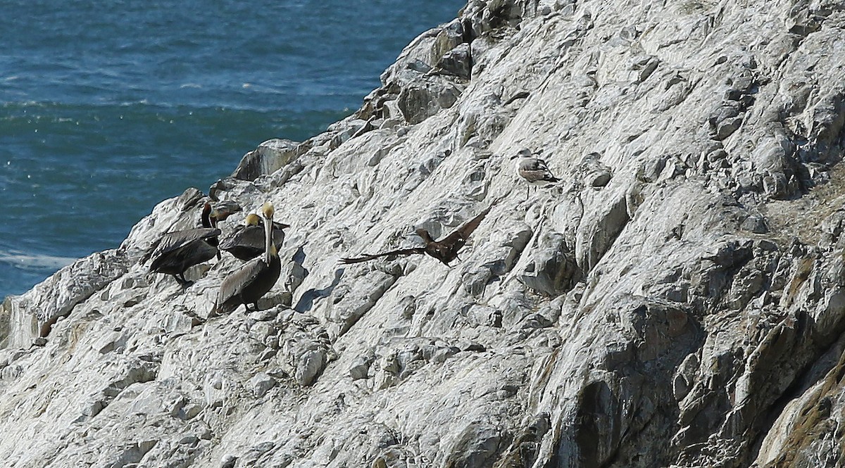 Brown Booby - ML149510561