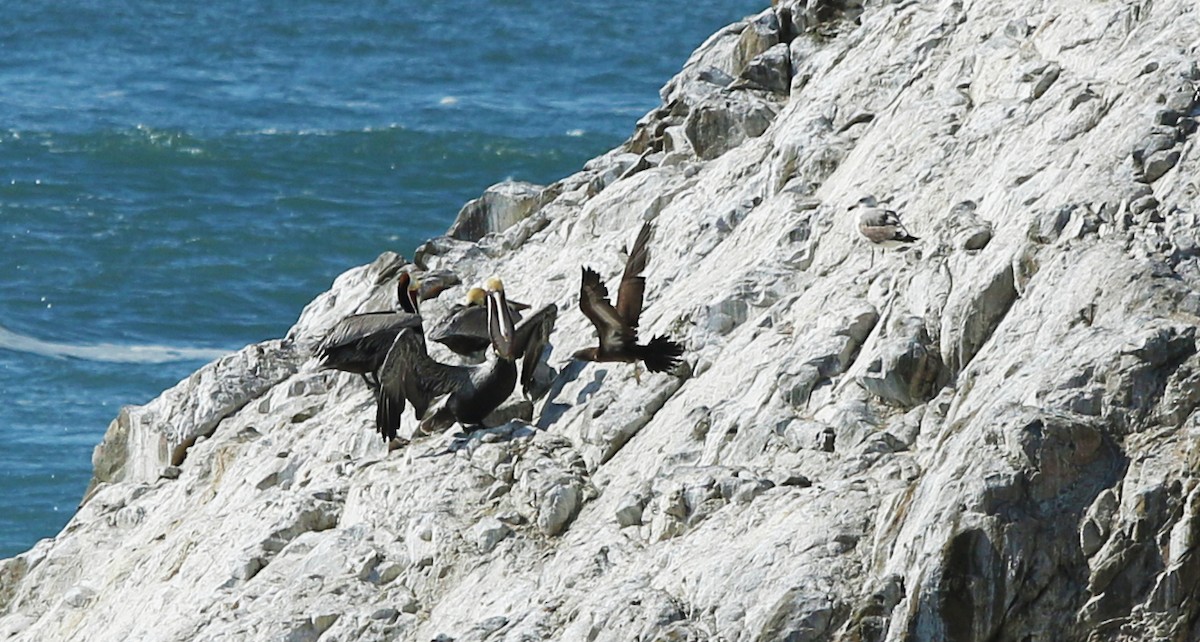 Brown Booby - ML149510581