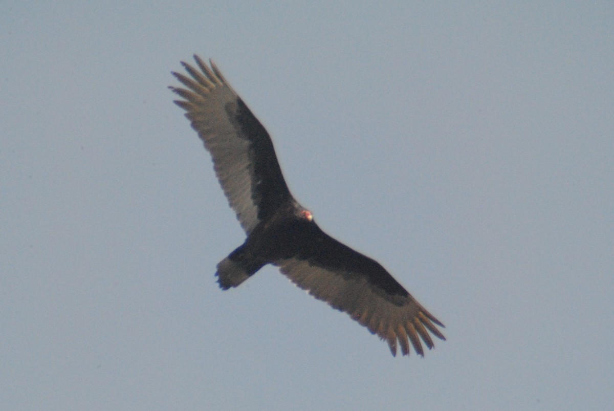 Urubu à tête rouge - ML149510821