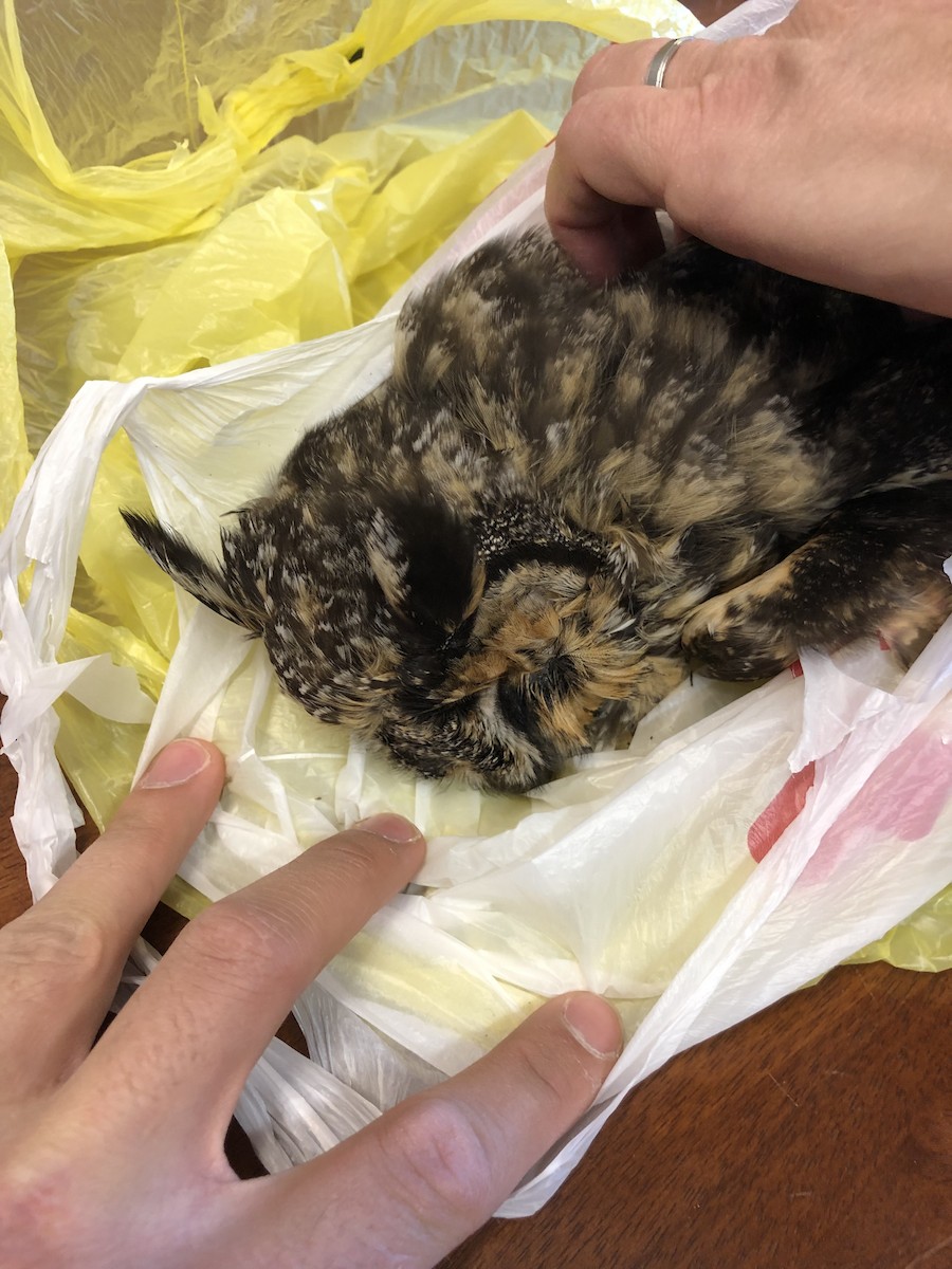 Long-eared Owl - ML149510851