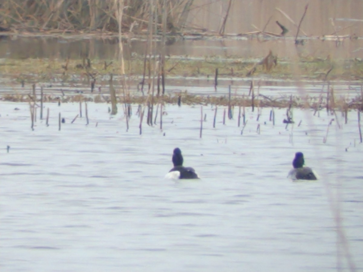 Tufted Duck - ML149513041