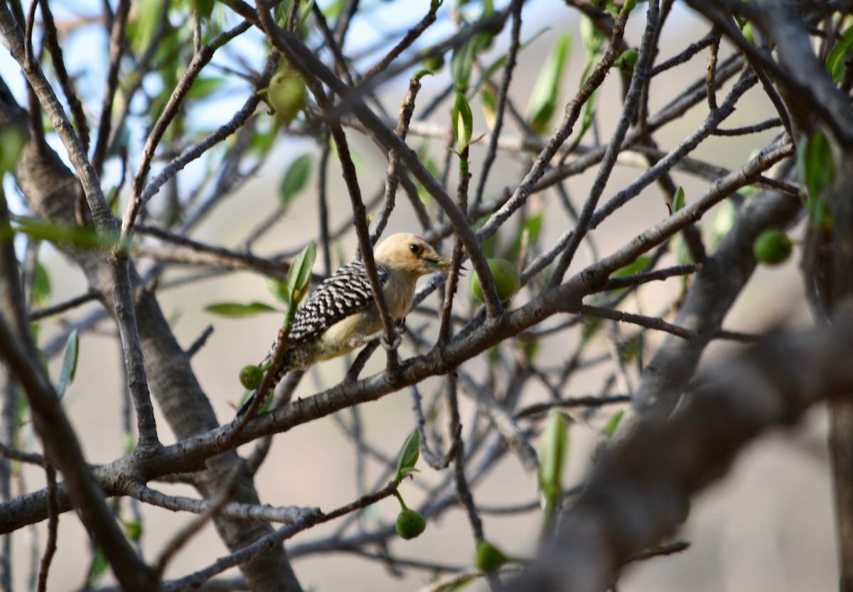 Gila Woodpecker - André Carvalhaes