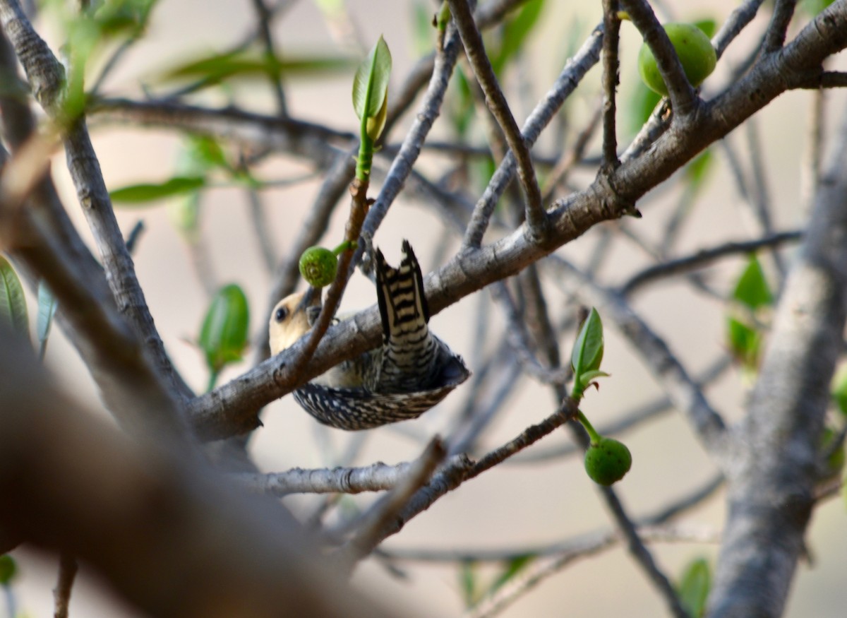 Gila Woodpecker - André Carvalhaes