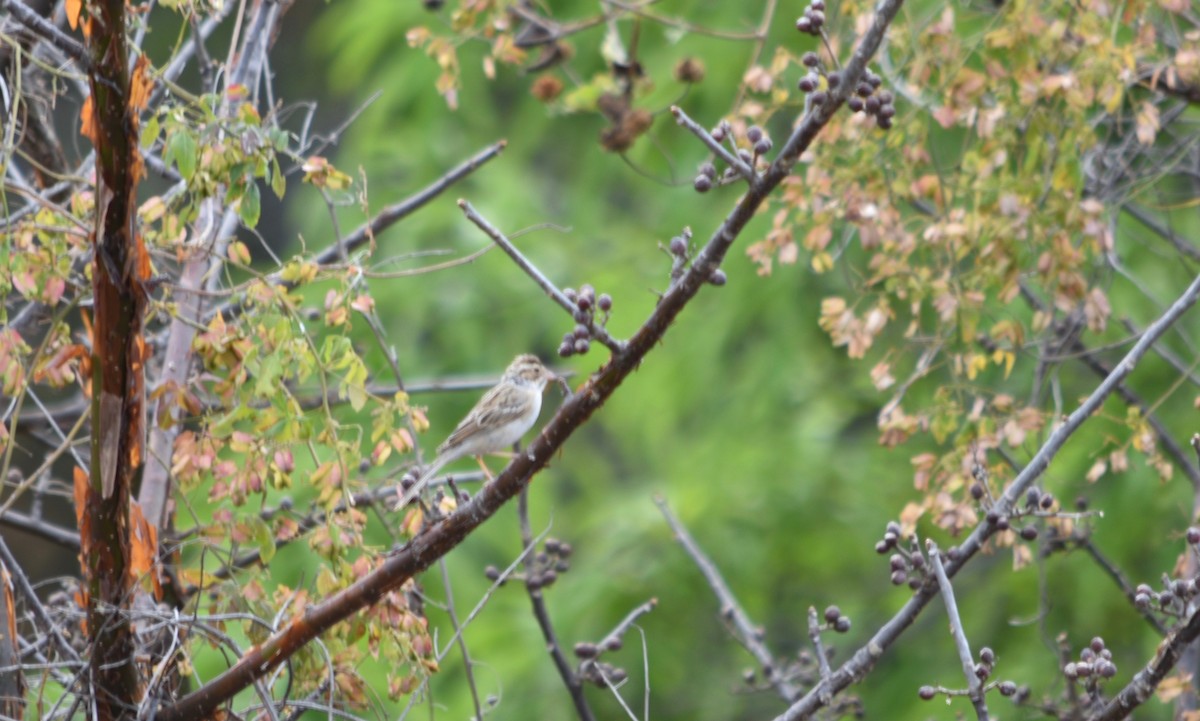 Clay-colored Sparrow - André Carvalhaes