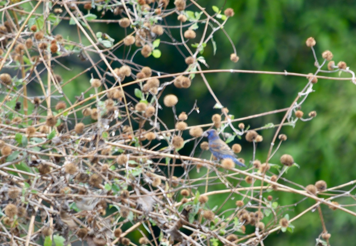 Blue Grosbeak - André Carvalhaes