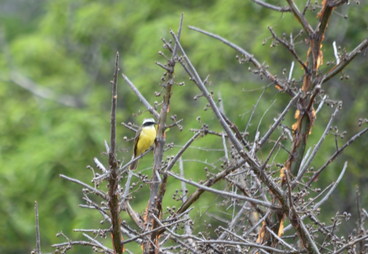 Social Flycatcher - André Carvalhaes