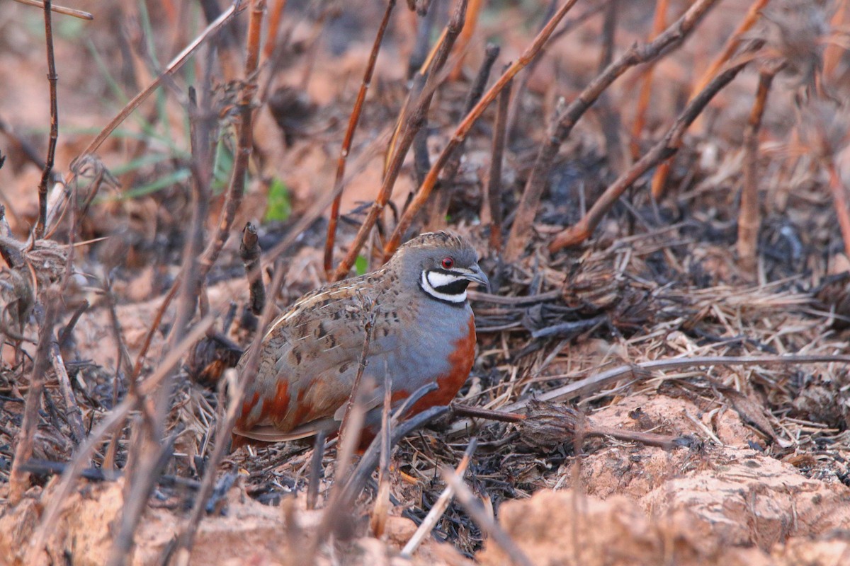 Blue-breasted Quail - ML149517131