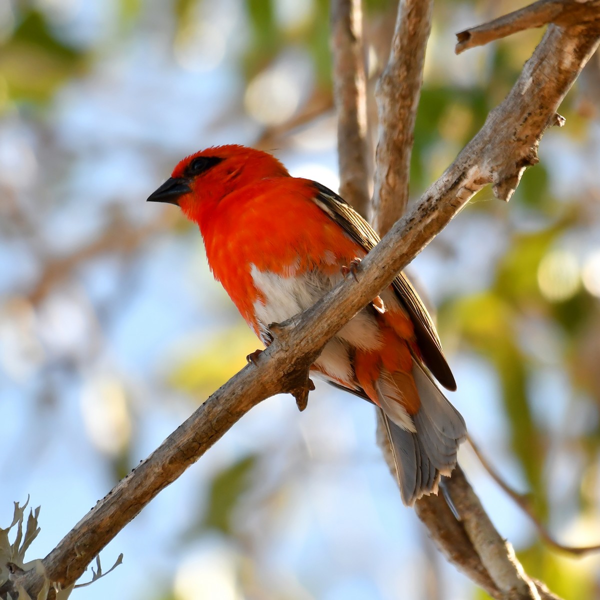 Red Fody - ML149517801