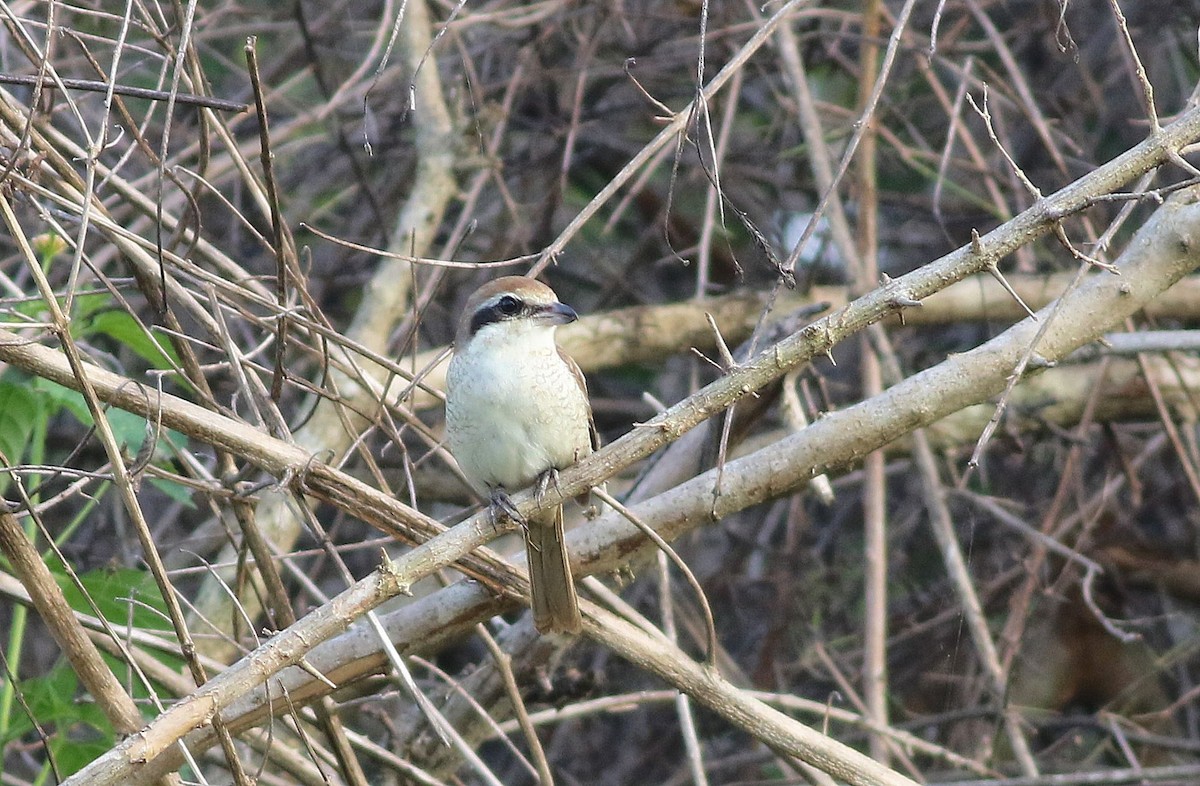 Brown Shrike - ML149518111