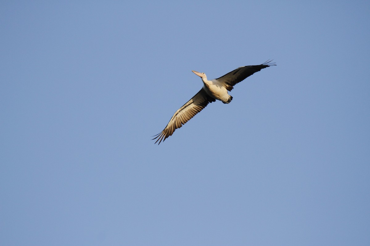 Australian Pelican - ML149518661